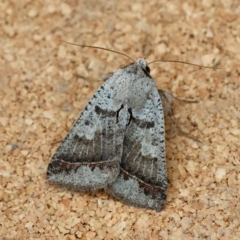 Pantydia sparsa (Noctuid Moth) at Moruya, NSW - 7 Jan 2024 by LisaH