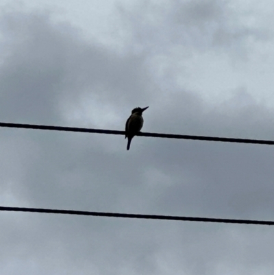 Dacelo novaeguineae (Laughing Kookaburra) at Kangaroo Valley, NSW - 7 Jan 2024 by lbradleyKV