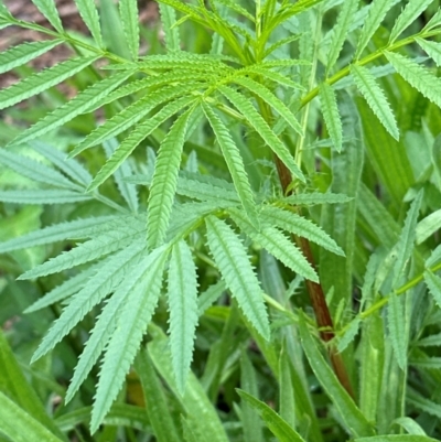 Tagetes minuta (Stinking Roger) at Kangaroo Valley, NSW - 8 Jan 2024 by lbradley