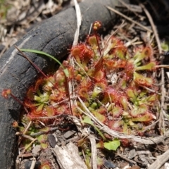 Drosera spatulata at Parma Creek Nature Reserve - 6 Jan 2024 01:45 PM