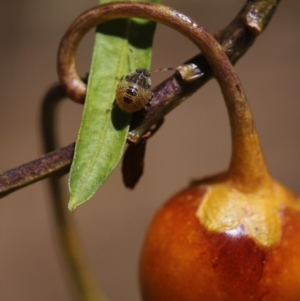 Pentatomidae (family) at Cook, ACT - 3 Jan 2023