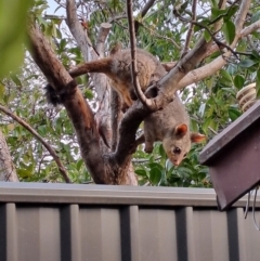 Trichosurus vulpecula (Common Brushtail Possum) at Lyons, ACT - 3 Jan 2024 by ran452