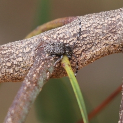Ancita sp. (genus) (Longicorn or longhorn beetle) at Cook, ACT - 2 Feb 2023 by Tammy