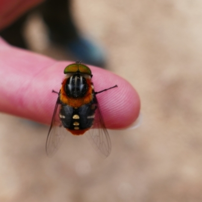 Scaptia (Scaptia) auriflua (A flower-feeding march fly) at QPRC LGA - 6 Jan 2024 by MB