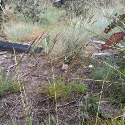 Austrostipa nivicola (Alpine Spear-Grass) at Cotter River, ACT - 7 Jan 2024 by MattM