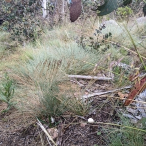 Austrostipa nivicola at Namadgi National Park - 7 Jan 2024 07:25 AM