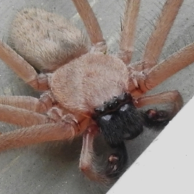 Delena cancerides (Social huntsman spider) at Tidbinbilla Nature Reserve - 6 Jan 2024 by JohnBundock