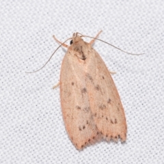 Garrha carnea (A concealer moth) at QPRC LGA - 7 Jan 2024 by DianneClarke