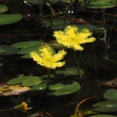 Nymphoides montana (Marshwort) at Gibraltar Pines - 6 Jan 2024 by RAllen