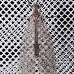 Glenoleon osmyloides (An antlion) at QPRC LGA - 6 Jan 2024 by DianneClarke