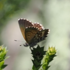 Neolucia hobartensis (Montane Heath-blue) at Tharwa, ACT - 6 Jan 2024 by RAllen