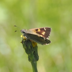 Hesperilla donnysa (Varied Sedge-skipper) at Tharwa, ACT - 6 Jan 2024 by RAllen