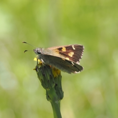 Hesperilla donnysa (Varied Sedge-skipper) at Tharwa, ACT - 6 Jan 2024 by RAllen