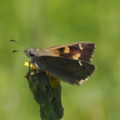 Hesperilla donnysa at Gibraltar Pines - suppressed