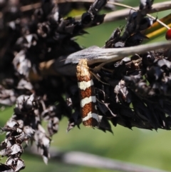 Subfurcatana subfurcatana (A Tortricid moth) at Gibraltar Pines - 6 Jan 2024 by RAllen