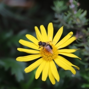 Eristalis tenax at Cook, ACT - 17 Mar 2022