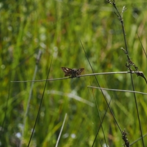 Hesperilla donnysa at Gibraltar Pines - 6 Jan 2024