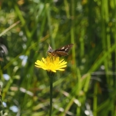 Hesperilla donnysa at Gibraltar Pines - suppressed
