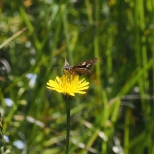 Hesperilla donnysa at Gibraltar Pines - suppressed