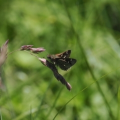 Pasma tasmanica (Two-spotted Grass-skipper) at Tharwa, ACT - 6 Jan 2024 by RAllen