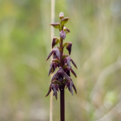 Corunastylis vernalis (East Lynne Midge Orchid) at Parma Creek Nature Reserve - 6 Jan 2024 by RobG1