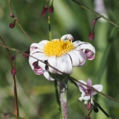 Celmisia sp. (Snow Daisy) at Tharwa, ACT - 6 Jan 2024 by RAllen