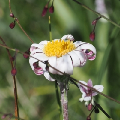 Celmisia sp. (Snow Daisy) at Tharwa, ACT - 6 Jan 2024 by RAllen