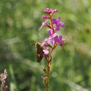 Timoconia flammeata at Namadgi National Park - 6 Jan 2024