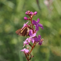 Timoconia flammeata at Namadgi National Park - 6 Jan 2024