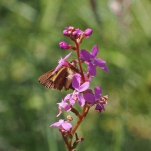 Timoconia flammeata at Namadgi National Park - 6 Jan 2024