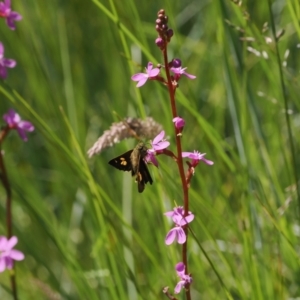 Timoconia flammeata at Namadgi National Park - 6 Jan 2024