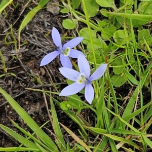 Isotoma fluviatilis subsp. australis at The Pinnacle - 7 Jan 2024