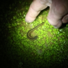 Hirudinea sp. (Class) (Unidentified Leech) at Bredbo, NSW - 25 Oct 2016 by Milobear