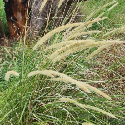 Cenchrus macrourus (African Feather Grass) at Denman Prospect, ACT - 8 Jan 2024 by Steve818