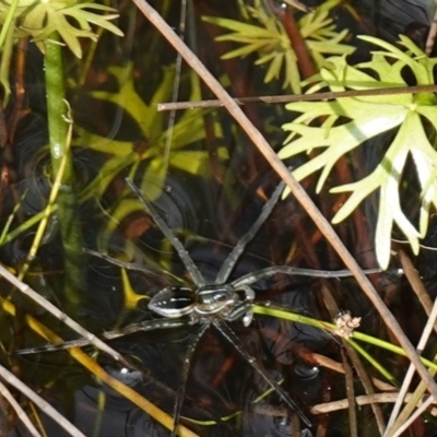 Dolomedes sp. (genus) (Fishing spider) at Yerriyong, NSW - 6 Jan 2024 by RobG1