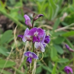 Glycine tabacina (Variable Glycine) at The Pinnacle - 7 Jan 2024 by sangio7