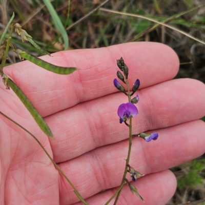 Glycine tabacina (Variable Glycine) at The Pinnacle - 6 Jan 2024 by sangio7