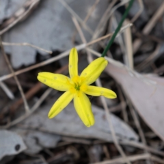 Tricoryne elatior (Yellow Rush Lily) at Cantor Crescent Woodland, Higgins - 7 Jan 2024 by Untidy