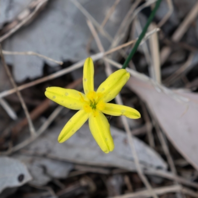 Tricoryne elatior (Yellow Rush Lily) at Cantor Crescent Woodland, Higgins - 7 Jan 2024 by Untidy