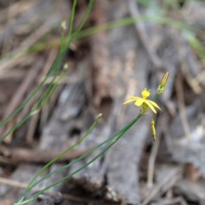 Tricoryne elatior at Cantor Crescent Woodland, Higgins - 7 Jan 2024 05:06 PM