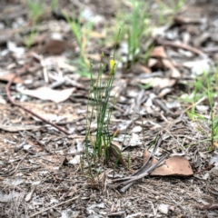 Tricoryne elatior at Cantor Crescent Woodland, Higgins - 7 Jan 2024 05:06 PM