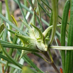 Lambertia formosa (Mountain Devil) at Parma Creek Nature Reserve - 6 Jan 2024 by RobG1