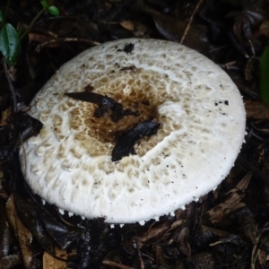 Agaricus sp. at Isaacs, ACT - 8 Jan 2024