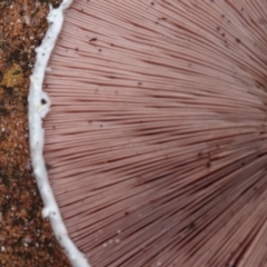 Agaricus sp. at Isaacs, ACT - 8 Jan 2024