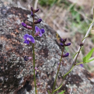 Glycine tabacina at The Pinnacle - 7 Jan 2024 11:08 AM