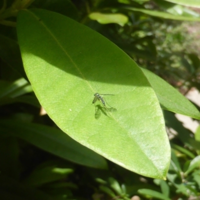 Dolichopodidae (family) (Unidentified Long-legged fly) at Isaacs, ACT - 7 Jan 2024 by Mike