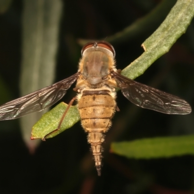 Trichophthalma punctata (Tangle-vein fly) at Mount Ainslie - 6 Jan 2024 by jb2602