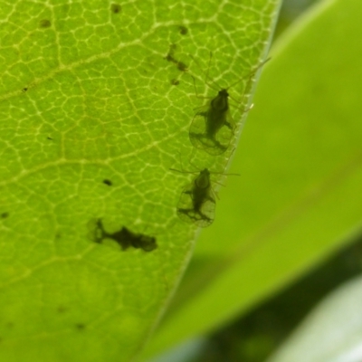 Stephanitis pyrioides (Azalea Lace Bug) at Isaacs, ACT - 7 Jan 2024 by Mike