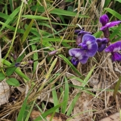 Glycine tabacina (Variable Glycine) at The Pinnacle - 7 Jan 2024 by sangio7