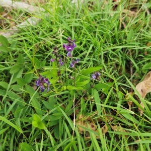 Glycine tabacina at The Pinnacle - 7 Jan 2024